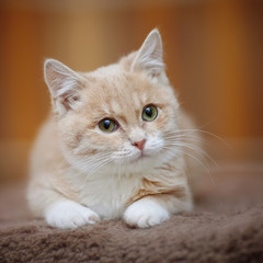 Portrait of light-beige tabby kitten