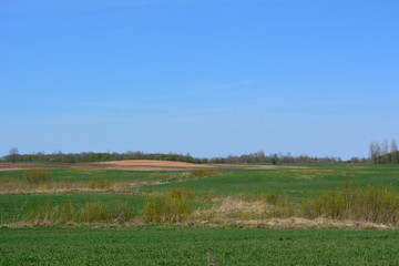 Fototapeta na wymiar Beautiful spring horizontal landscape: field on blue sky background