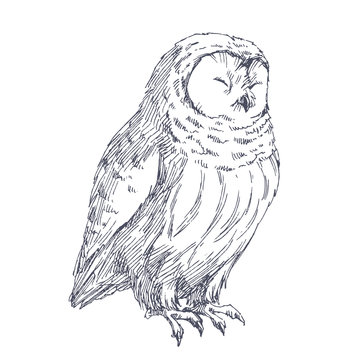 Owl sketch. Vector hand drawn illustration of cute bird isolated on white.