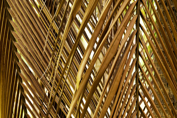 Dry coconut leaves for background