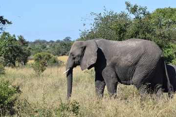Fototapeta na wymiar Elephant walking