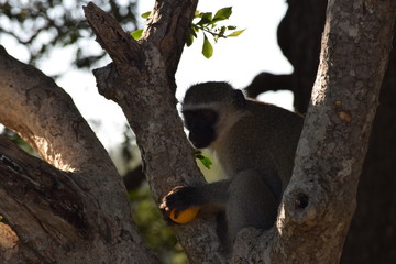 Obraz premium Monkey with fruit