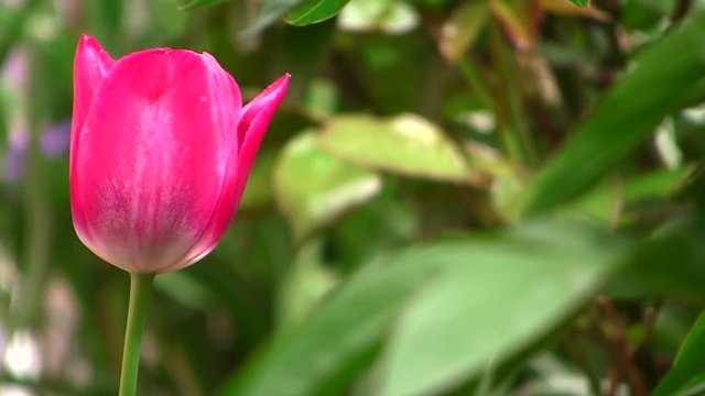 Tulip in the home garden
