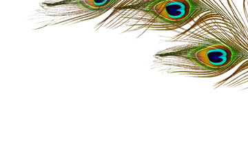 peacock feather texture in white background with text copy space