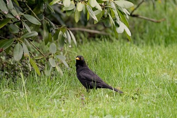Amsel im Gaten
