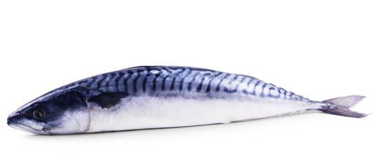 Fresh atlantic mackerel isolated on white