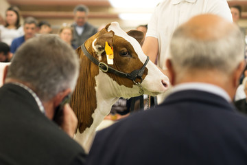 cows calves  auction ,  cattle in sale