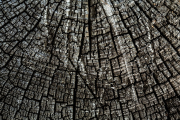 Fototapeta premium Wood texture. Abstract background.
