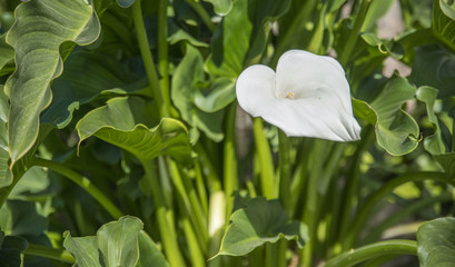 Fototapeta na wymiar white calla flower on green garden