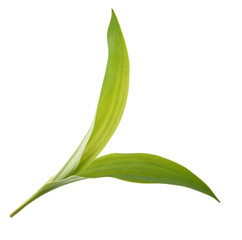 Obraz premium Ramsons plant isolated