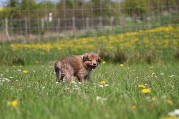 Fototapeta premium kleiner brauner border collie welpe