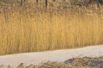 Reeds in winter