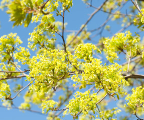 blossoming maple on blue sky background