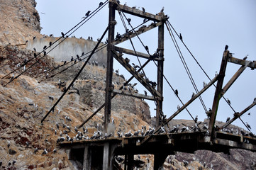 Peru -  Paracas - Island Ballestras