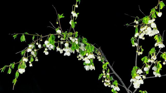 The tree blooms and fades,  time-lapse with alpha channel