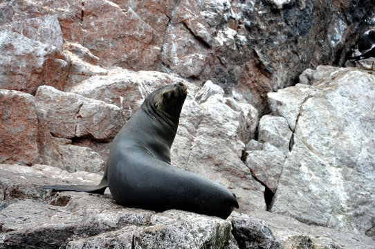Peru -  Paracas - Island Ballestras