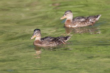 Stockenten auf der Müritz