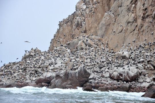 Peru -  Paracas - Island Ballestras