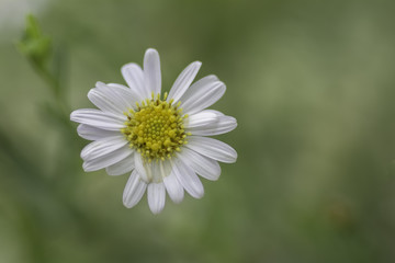 Obraz premium Chamomile flowers on a background blur