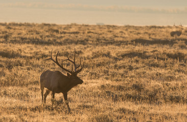 Bull Elk in the Fall Rut