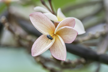 Fototapeta na wymiar Fly perched on a Pink Plumeria