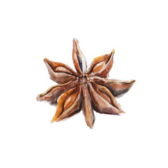 The national spice anisetree on white background, watercolor illustration in hand-drawn style.