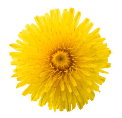 dandelion flower isolated © Scisetti Alfio