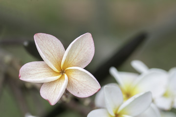 Plumeria on blurred background .