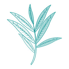 blue silhouette image branch with elongated leaves vector illustration