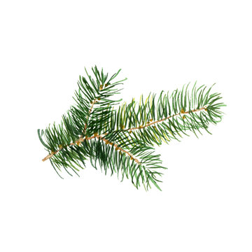The branch of fir tree on white background, watercolor illustration in hand-drawn style.