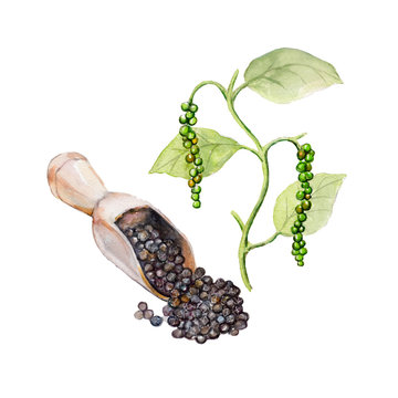 The National Spice Black Pepper With A Plant On White Background, Watercolor Illustration In Hand-drawn Style.