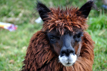 bolivia - llama