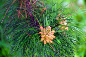 Naklejka na ściany i meble pine cone on green fir