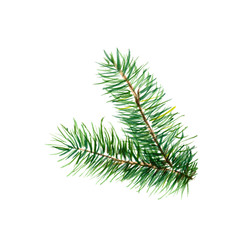 The branch of fir tree on white background, watercolor illustration in hand-drawn style.