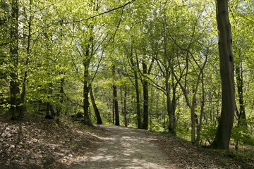 Springtime Danish beech forest