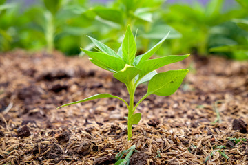 nature concept green trees in the shade garden