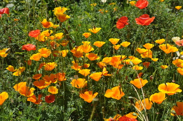 oranges Blütenmeer, Goldmohn oder Kalifornischer Mohn oder Kappenmohn