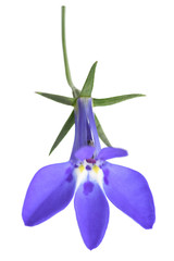 blue lobelia flower - obrazy, fototapety, plakaty