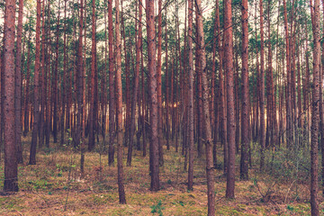 Obraz premium Plantation of tall spindly pine trees