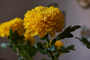 Yellow chrysanthemums. Composition/A bouquet of yellow chrysanthemums composing the composition. Spring flowers as a gift.