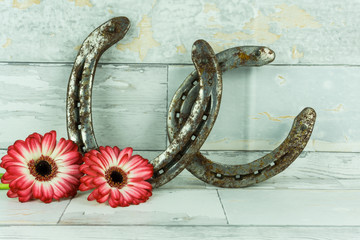 Gerbera in two colors with horseshoe on a rustic wooden bachground