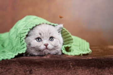 Kleiner BKH Kitten Kater unter grüner Decke sieht Marienkäfer