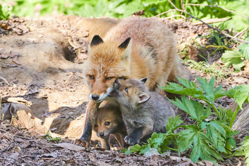 キタキツネの親子
