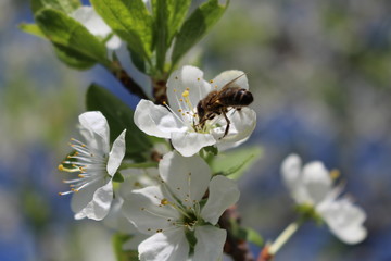 Пчела сидит на белом цветке