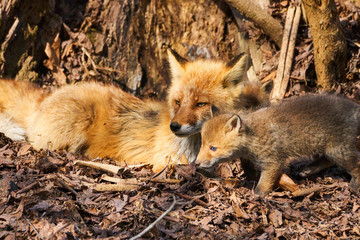 キタキツネの親子
