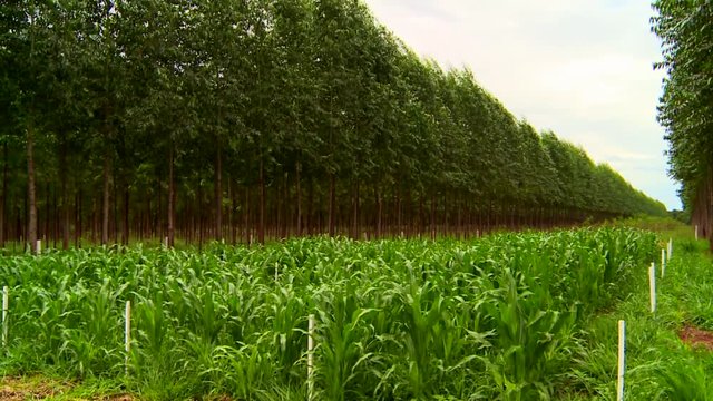 Livestock, forestry and agriculture system