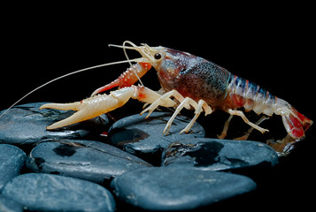 Crayfish Procambarus Clarkii Ghost on black background