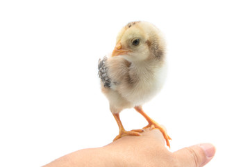 Cute little chicken in woman hand,isolate