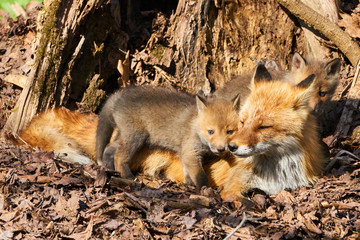 キタキツネの親子
