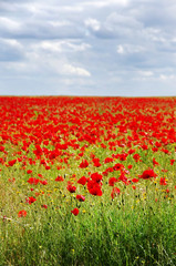 Fototapeta premium field of red poppies and the cloud sky